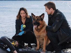 Imagen de Hudson y Rex (T3): Ep.16 Hudson & Rex (3): Ep 316 - 3