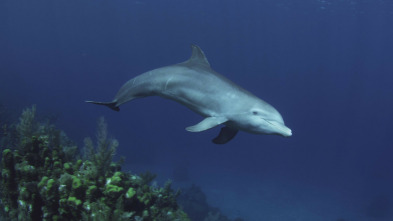 Imagen de Delfines. Un espía en la manada  - 3