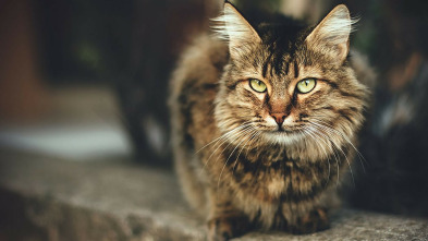 Imagen de La vida secreta de los gatos - 3