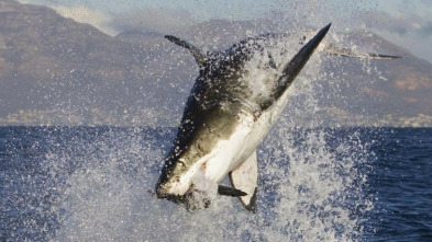 Imagen de Tiburones - 3