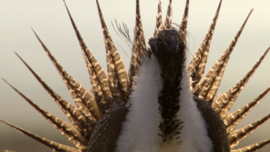 Imagen de Los grandes bailarines...: La danza del amor - 3