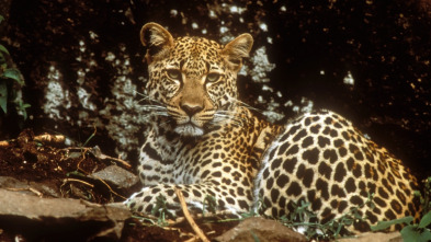 Imagen de Diario de los grandes felinos: Ep.1 - 3