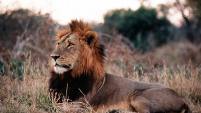 Imagen de Batallas salvajes: batallas de leones - 3