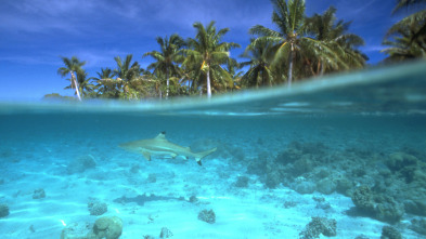 Imagen de Batallas salvajes: batallas de tiburones - 3