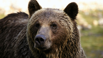 Imagen de El último oso pardo del Valle Paraíso - 3