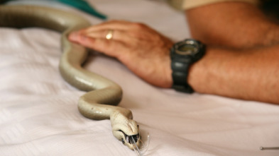 Imagen de Mambas negras: un problema mortal - 3