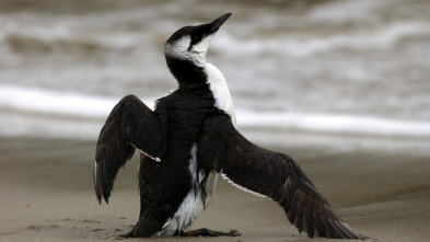 Imagen de Salvar a nuestros pájaros marinos - 3