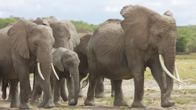 Imagen de Eco: el elefante inolvidable: Mundo natural - 3