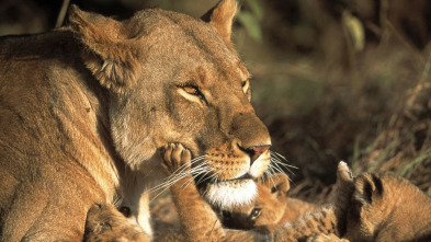 Imagen de Diario de los grandes felinos: Ep.5 - 3