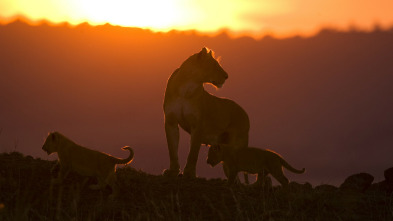 Imagen de Diario de felinos: la historia de Tamu - 3