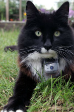 Imagen de La vida secreta de los gatos - 2