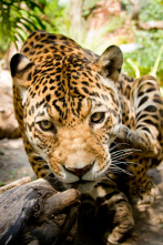 Imagen de The  y el dinosaurio...: Cocodrilos - 2