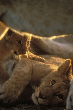 Imagen de Diario de los grandes felinos  - 2