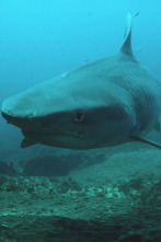 Imagen de Batallas salvajes: batallas de tiburones - 2