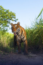 Imagen de Expedición tigre (T1): Ep.2 - 2