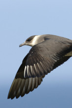 Imagen de Salvar a nuestros pájaros marinos - 2