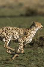 Imagen de Diario de los grandes felinos: Ep.5 - 2