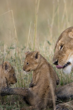 Imagen de Diario de felinos: la historia de Tamu - 2
