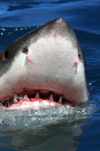 Imagen de Gran tiburón blanco: una leyenda viviente - 2