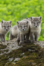 Imagen de Mundo natural  - 2