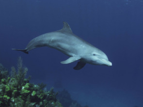 Imagen de Delfines. Un espía en la manada  - 1