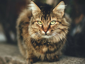 Imagen de La vida secreta de los gatos - 1