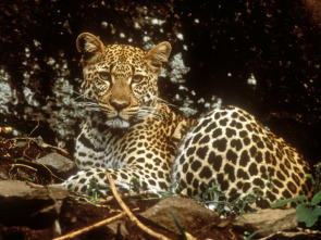 Imagen de Diario de los grandes felinos: Ep.1 - 1