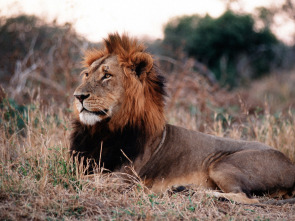 Imagen de Batallas salvajes: batallas de leones - 1