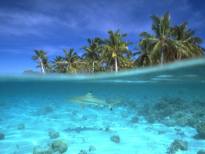 Imagen de Batallas salvajes: batallas de tiburones - 1