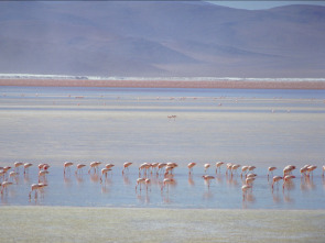 Imagen de Sudamérica salvaje: de Los Andes al Amazonas  - 1