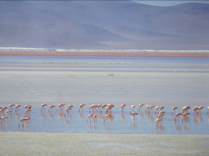 Imagen de Sudamérica salvaje:...: Ep.5 - 1