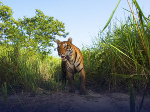 Imagen de Expedición tigre (T1) - 1