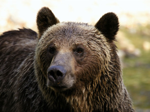 Imagen de El último oso pardo del Valle Paraíso - 1