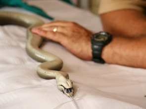 Imagen de Mambas negras: un problema mortal - 1