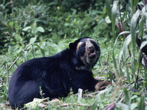 Imagen de Osos andinos: Sombras del bosque - 1