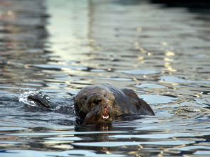 Imagen de Salvar a las nutrias de mar - 1