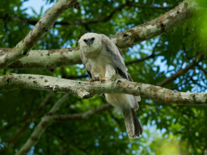 Imagen de El mono comiendo águila venezolana - 1
