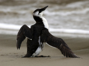 Imagen de Salvar a nuestros pájaros marinos - 1