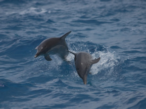 Imagen de Buceando con delfines - 1