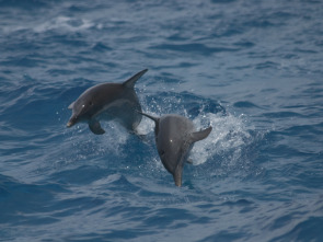 Imagen de Buceando con delfines  - 1