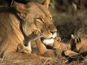 Imagen de Diario de los grandes felinos: Ep.5 - 1
