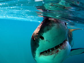 Imagen de Gran tiburón blanco: una leyenda viviente - 1