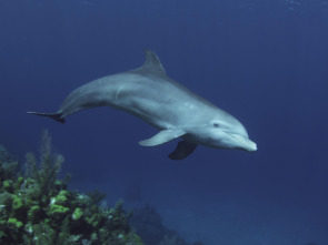 Imagen de Delfines: Un espía en la manada - 1