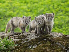 Imagen de Mundo natural  - 1