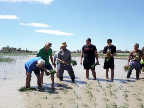 Imagen de Volando voy: El Delta del Ebro - 2