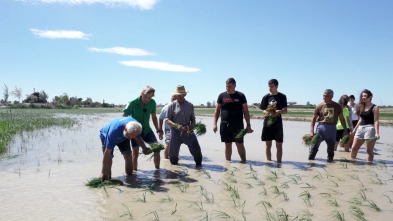 Imagen de Volando voy: El Delta del Ebro - 4