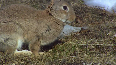 Imagen de Catalunya salvatge: L'empremta volcànica - 3