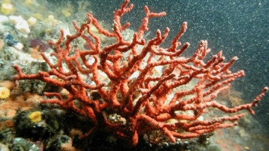 Imagen de Salpem (T1): Vilanova i la Geltrú - 3