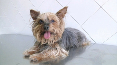 Imagen de Veterinaris (T5): Ep.2 - 3