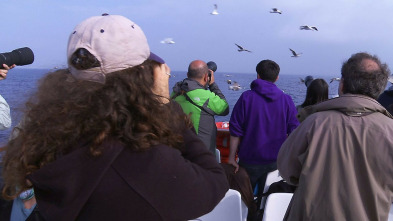 Imagen de Tocats de l'ala (T1): Ocells viatgers - 3